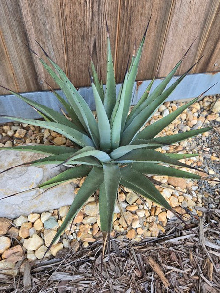 Image of Agave x gracilipes taken at Juniper Level Botanic Garden, Raleigh NC by JLBG