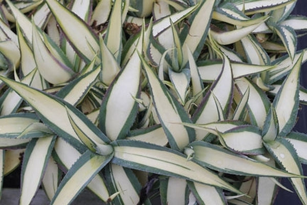 Agave guiengola Cream Custard