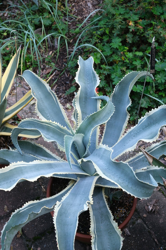 Image of Agave gypsophila ssp. gypsophila 'Zingara' taken at Juniper Level Botanic Gdn, NC by JLBG