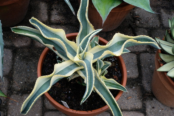 Learn about Agave gypsophila ssp. pablocarrilloi 'Blue Ivory' PP 32,370 |  Blue Ivory Gypsum Century Plant | Perennial Encyclopedia