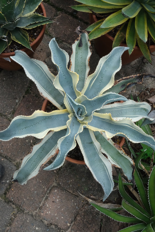 Image of Agave gypsophila ssp. pablocarrilloi 'Surfer Dude' taken at Juniper Level Botanic Gdn, NC by JLBG
