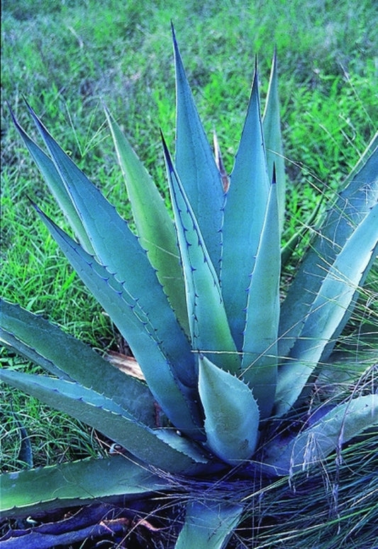 Image of Agave havardiana Brewster Co. TX taken at McNeal Nsy, TX