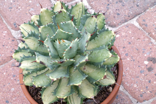 Image of Agave isthmensis 'Becky' taken at Juniper Level Botanic Gdn, NC by JLBG