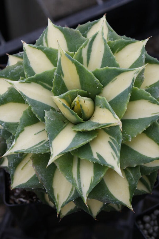 Image of Agave isthmensis 'El Chichon' taken at Juniper Level Botanic Gdn, NC by JLBG
