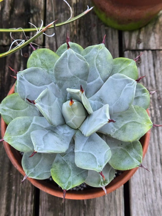 Image of Agave isthmensis 'Ippongi' taken at Juniper Level Botanic Gdn, NC by JLBG