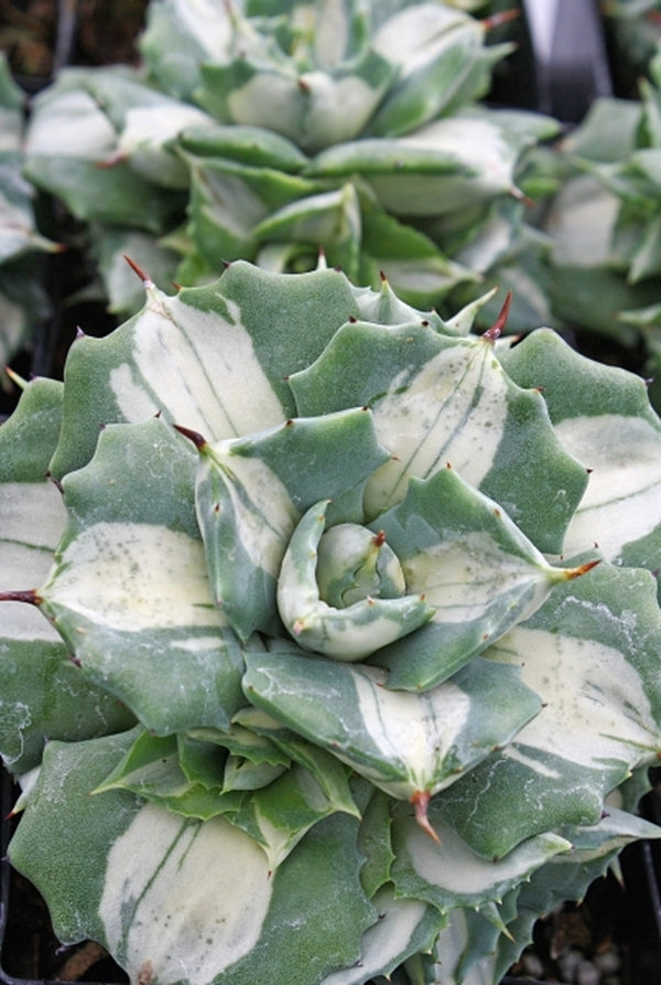 Image of Agave isthmensis 'Ohi Raijin Shiro Nakafu' taken at Juniper Level Botanic Gdn, NC by JLBG