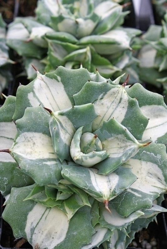 Image of Agave isthmensis 'Ohi Raijin Shiro Nakafu' taken at Juniper Level Botanic Gdn, NC by JLBG