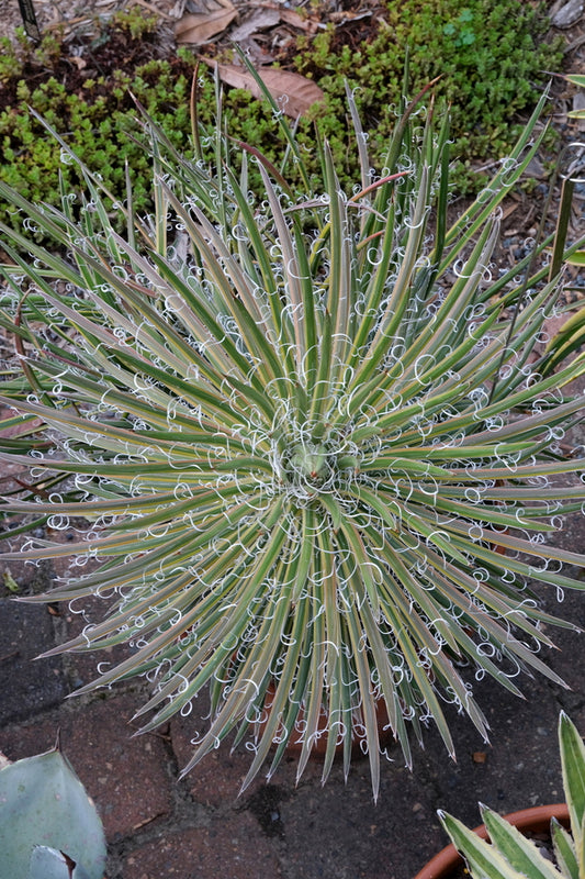 Image of Agave x leopoldii 'Hammer Time' taken at Juniper Level Botanic Gdn, NC by JLBG