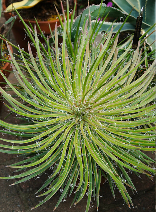 Image of Agave x leopoldii 'Painted Nails' taken at Juniper Level Botanic Garden, Raleigh NC by JLBG