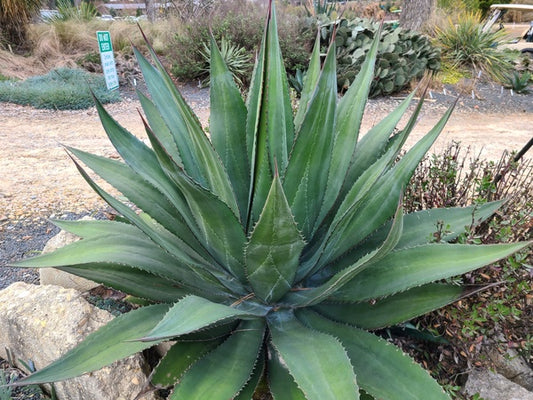 Image of Agave x loferox 'A Step Above' taken at Juniper Level Botanic Gdn, NC by JLBG