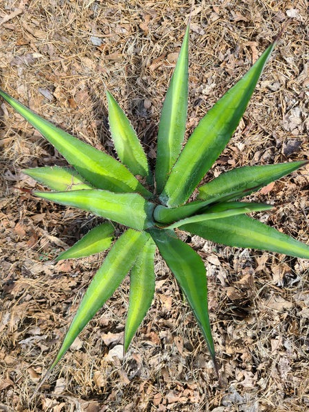 Image of Agave x loferox 'Gatorade' taken at Juniper Level Botanic Gdn, NC by JLBG