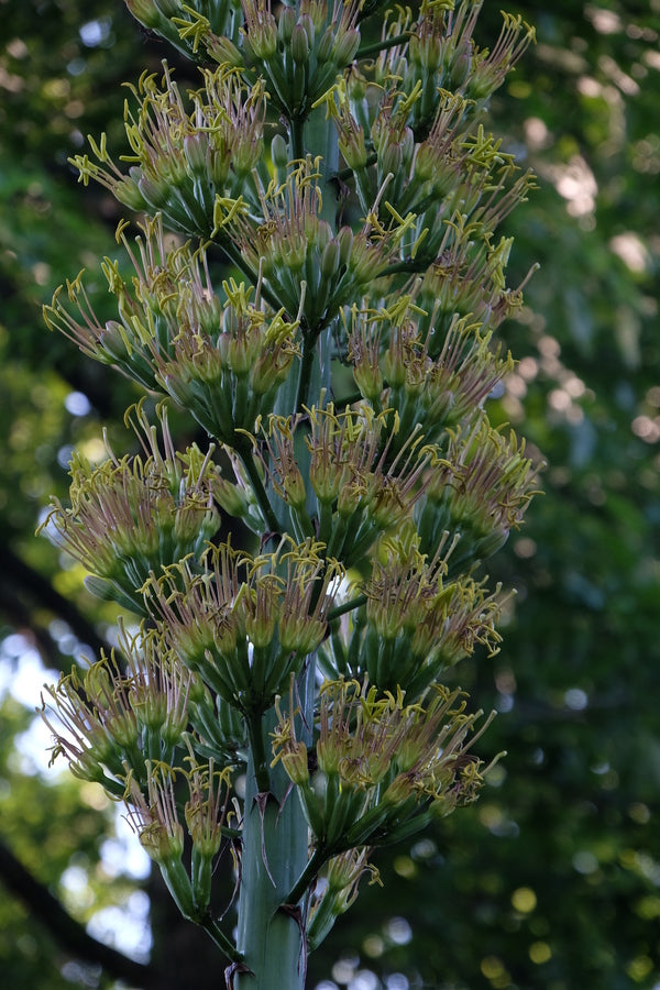 Image of Agave x loferox 'Hacksaw' taken at Juniper Level Botanic Gdn, NC by JLBG