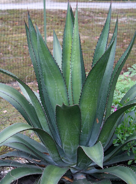 Image of Agave x loferox 'Hacksaw' taken at Juniper Level Botanic Gdn, NC by JLBG