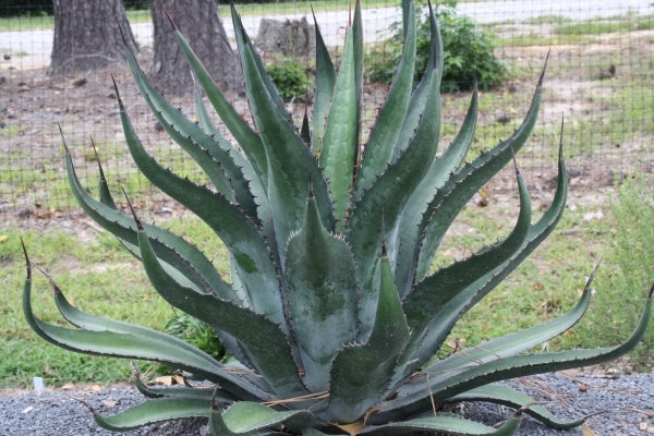 Learn about Agave x loferox 'Stairway to Heaven' | Stairway to Heaven Hardy  Hybrid Century Plant