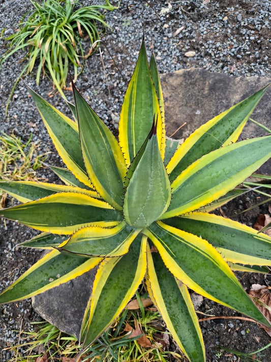 Image of Agave x loferox 'Sunshine Superman' taken at Juniper Level Botanic Gdn, NC by JLBG