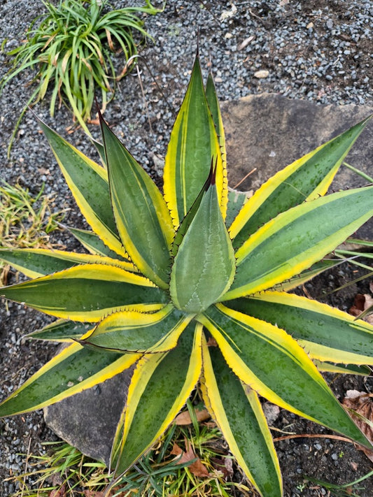 Image of Agave x loferox 'Sunshine Superman' taken at Juniper Level Botanic Gdn, NC by JLBG