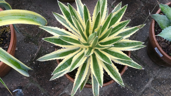 Agave lophantha 'Candida' Century Plant