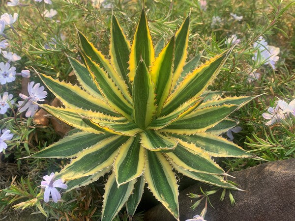 Image of Agave lophantha 'Candida' taken at Juniper Level Botanic Gdn, NC by C. Hardison