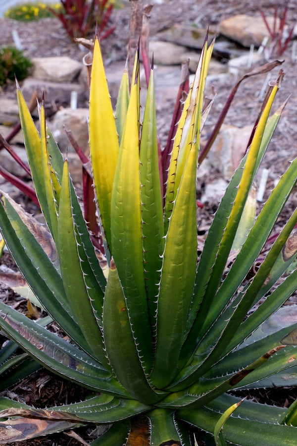 agave lophantha Learn about Agave lophantha 'Goldfinger' | Goldfinger Century Plant