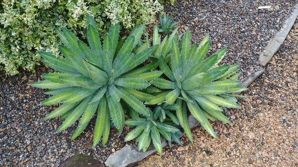 Image of Agave lophantha 'La Bufa Baby' taken at Unique Plant by JLBG
