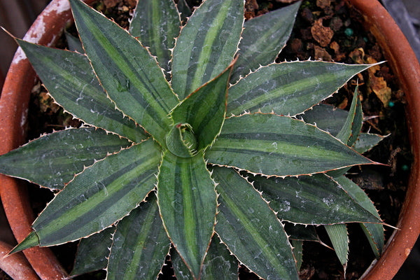 Image of Agave lophantha 'Multigreen' taken at Juniper Level Botanic Gdn, NC