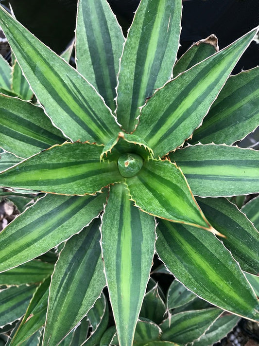 Image of Agave lophantha 'Multigreen' taken at Juniper Level Botanic Gdn, NC by C. Hardison