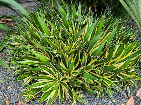 Image of Agave lophantha 'Quadricolor' taken at Juniper Level Botanic Garden, Raleigh NC by JLBG