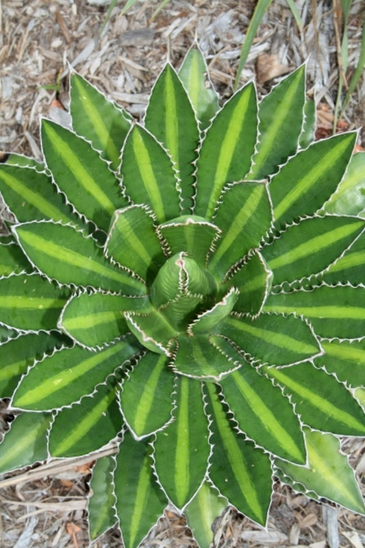 Image of Agave lophantha 'Splendida' taken at Juniper Level Botanic Gdn, NC by JLBG