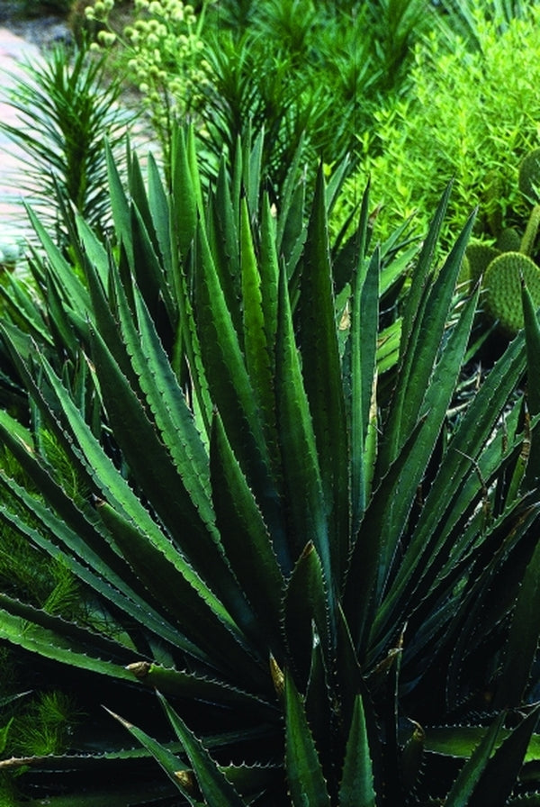 Image of Agave lophantha coll. #AIM-025 taken at Juniper Level Botanic Gdn, NC by JLBG