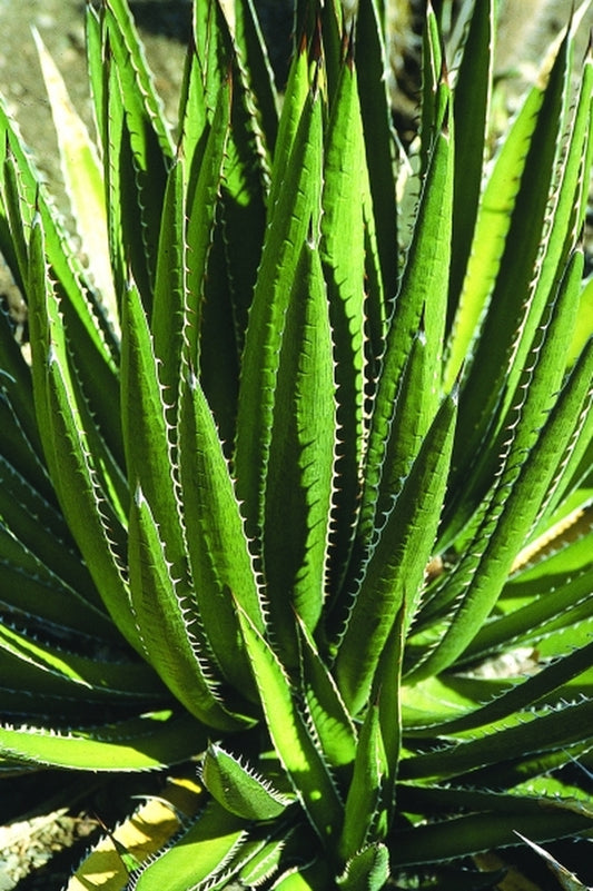 Image of Agave lophantha coll. #AIM-025 taken at R. Bancroft Gdn, CA