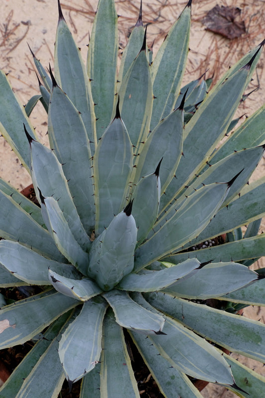 Image of Agave macroacantha 'Blue Ribbon' taken at Juniper Level Botanic Gdn, NC by JLBG
