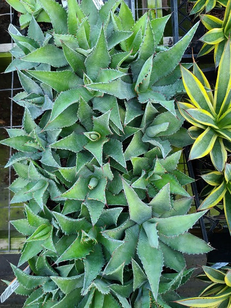 Image of Agave x mitana taken at Juniper Level Botanic Gdn, NC by JLBG