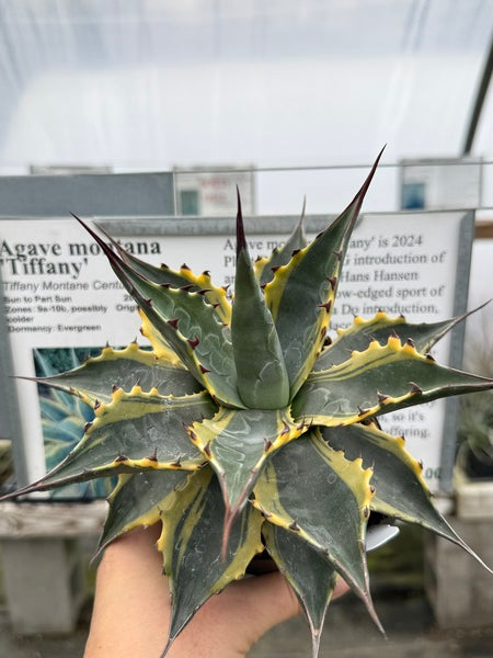 Image of Agave montana 'Tiffany'