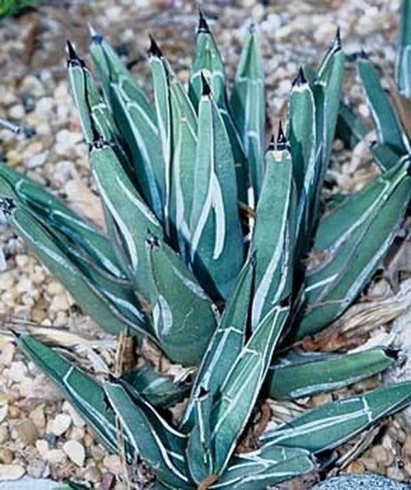 Image of Agave nickelsiae taken at Peckerwood Gdn, TX