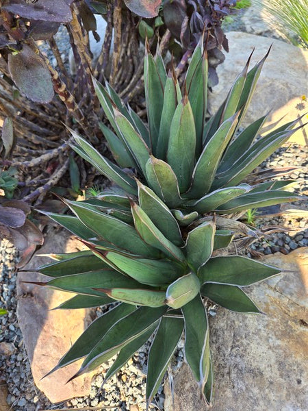 Image of Agave x nickuilla 'Rockin' Robin' taken at Juniper Level Botanic Gdn, NC by JLBG