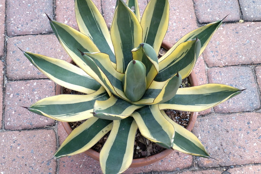 Image of Agave x nigra 'Great White Shark' PP 32,484 taken at Juniper Level Botanic Gdn, NC by JLBG