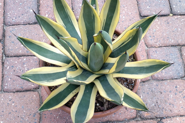 アガベ Agave Sharkskin Great White Shark 229 Agave x nickelima Great White Shark | Great White Shark Century Plant