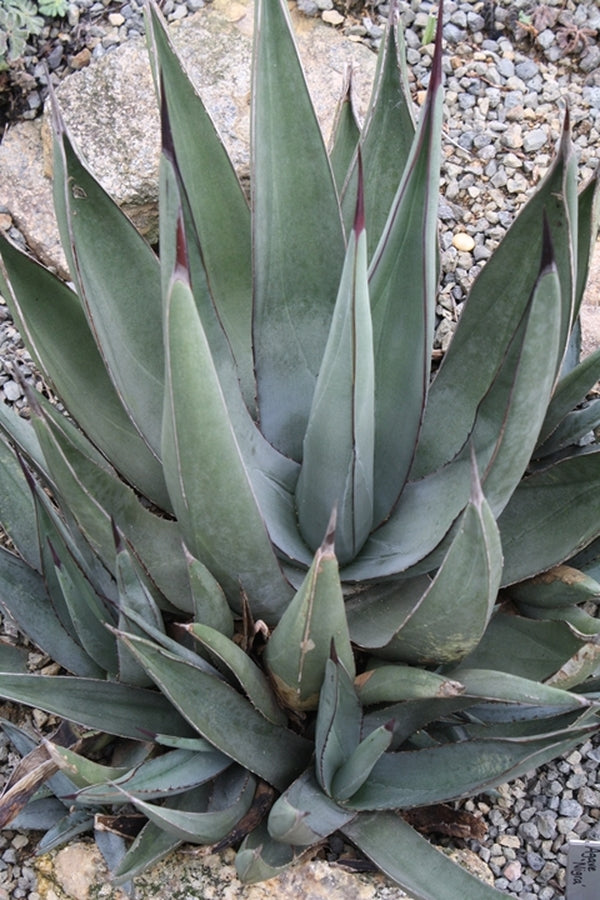 Image of Agave x nigra 'Mako Shark' taken at Juniper Level Botanic Gdn, NC by JLBG