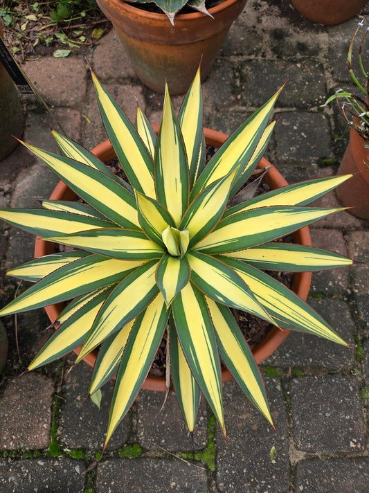 Image of Agave x ocahuata 'Luminescence' taken at Juniper Level Botanic Gdn, NC by JLBG