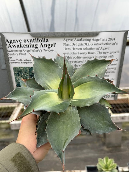 Image of Agave ovatifolia 'Awakening Angel' taken at Winter coloration