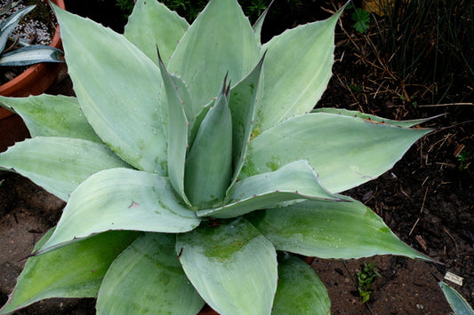 Image of Agave ovatifolia 'Cameo' taken at Juniper Level Botanic Gdn, NC by JLBG