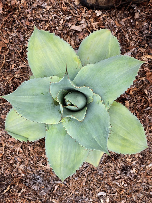 Image of Agave ovatifolia 'Frosted Flecks' taken at Juniper Level Botanic Gdn, NC by JLBG