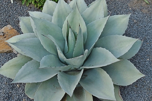 Image of Agave ovatifolia 'Frosty Blue' taken at Juniper Level Botanic Gdn, NC by JLBG