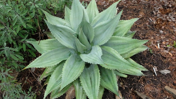 Agave ovatifolia Kraken