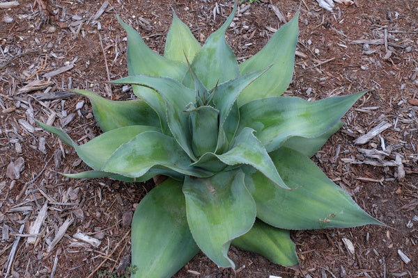 Image of Agave ovatifolia 'Lava Flow' taken at Juniper Level Botanic Gdn, NC