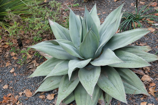 Image of Agave ovatifolia 'Lava Flow' taken at Juniper Level Botanic Gdn, NC by JLBG