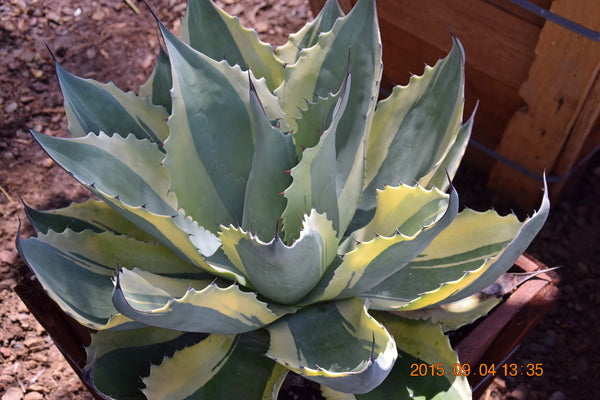 Image of Agave ovatifolia 'Orca' taken at Rancho Soledad Nsy, CA by JLBG