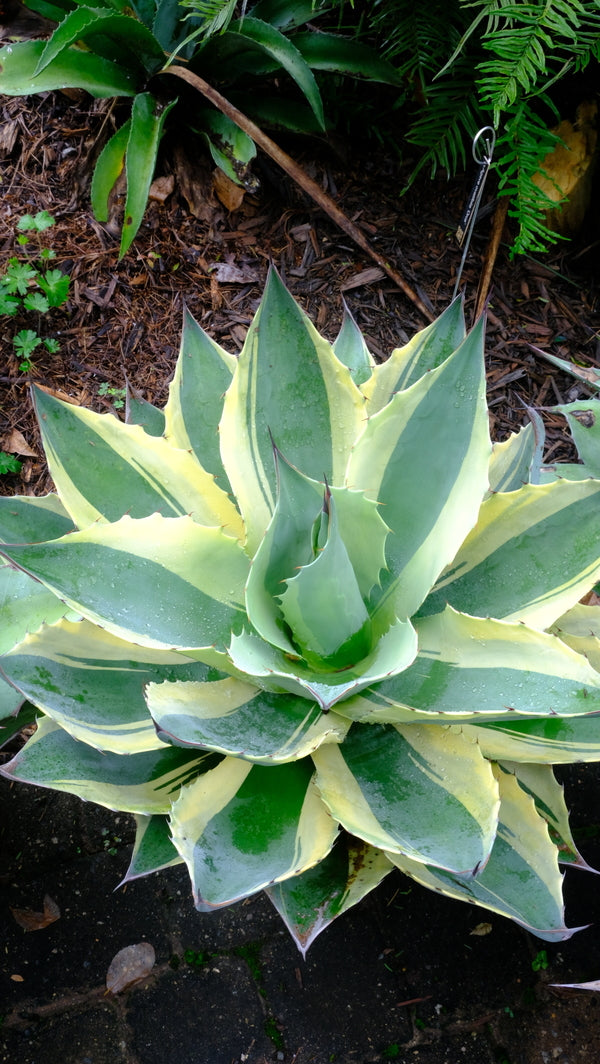 Agave ovatifolia Orca