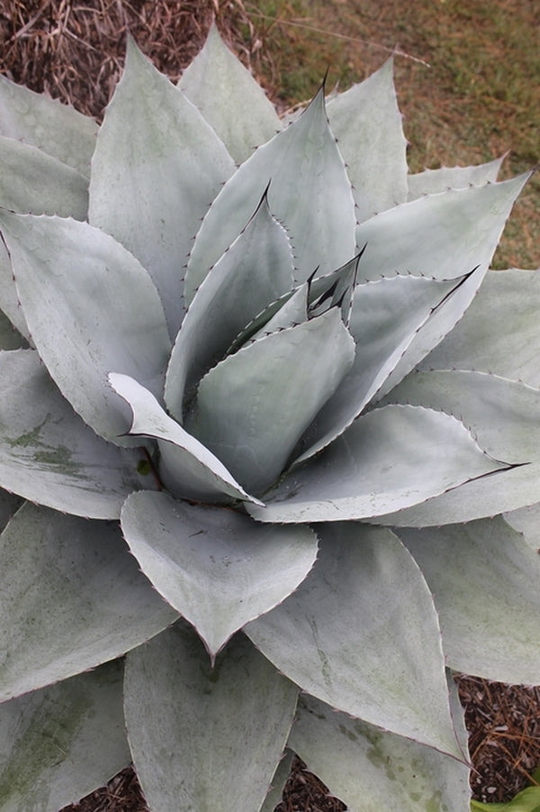 Image of Agave ovatifolia 'Sierra Lampazos' taken at Juniper Level Botanic Gdn, NC by JLBG