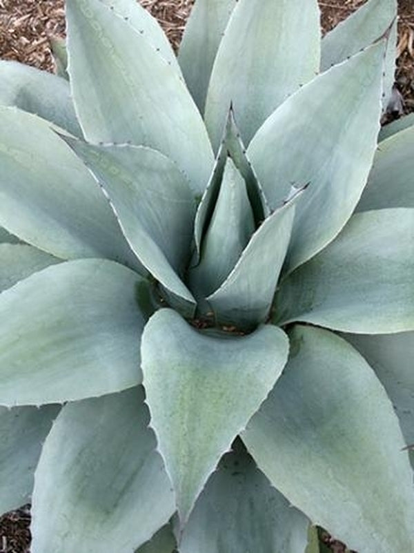 Image of Agave ovatifolia taken at Juniper Level Botanic Gdn, NC by JLBG
